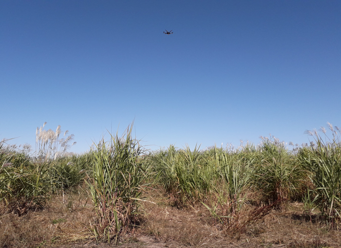 CABBI Team Adds Powerful new Dimension to Phenotyping Next-Gen Bioenergy Crop